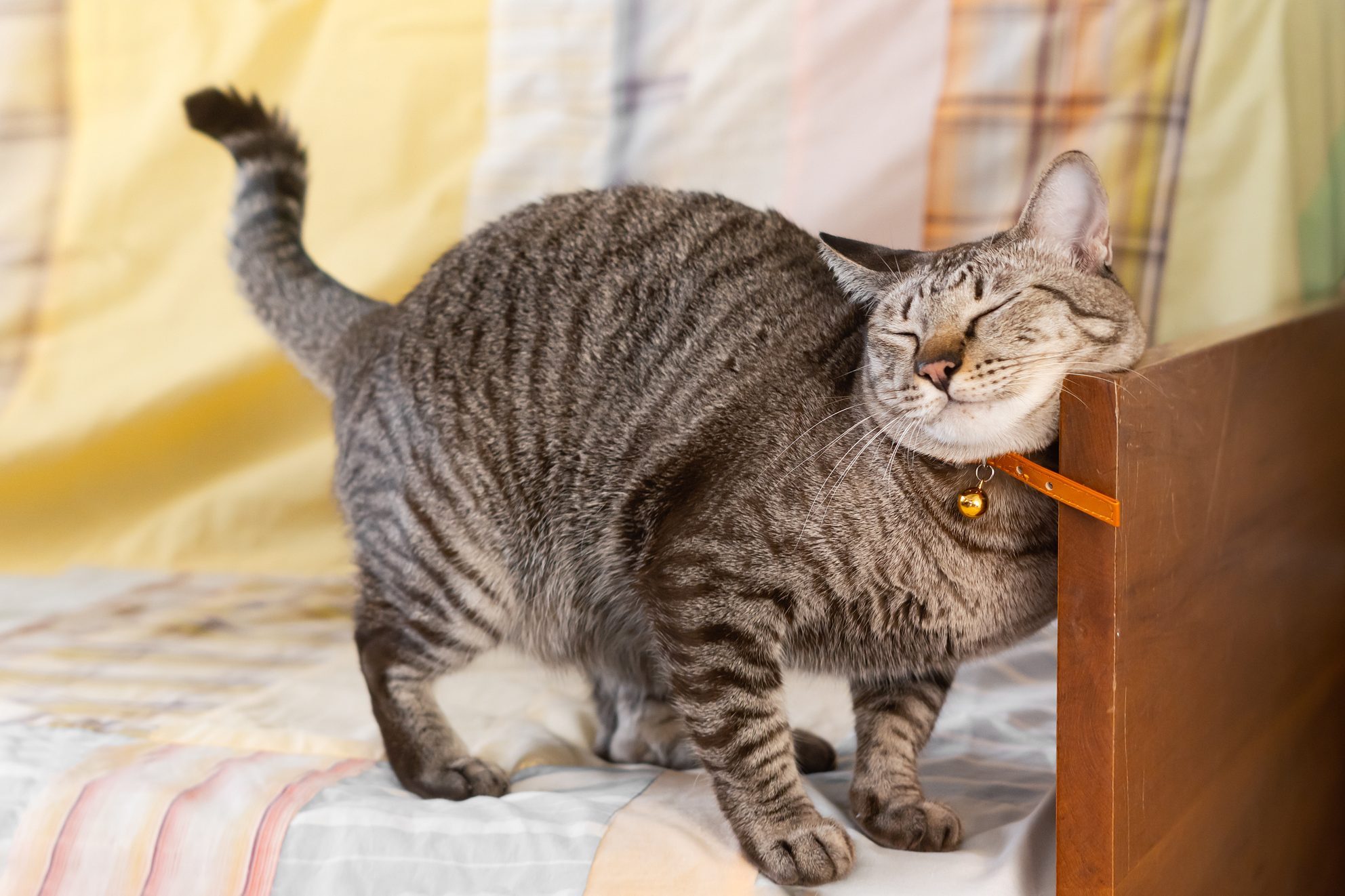 Cat rubbing its face against wooden furniture, on a bed with a striped yellow and white blanket.