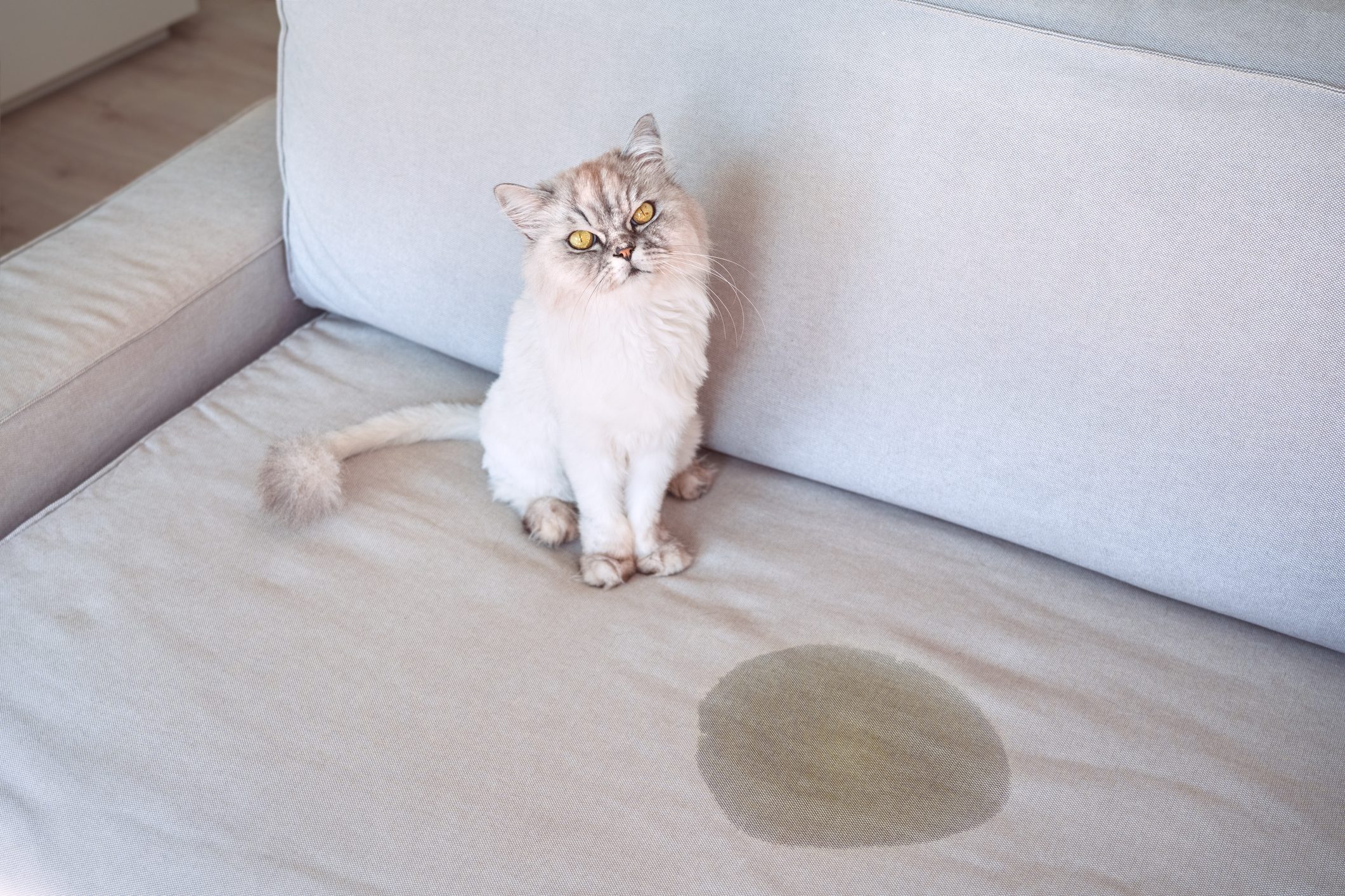 Cat sitting beside wet stain on a beige sofa, looking upwards, in a bright room.