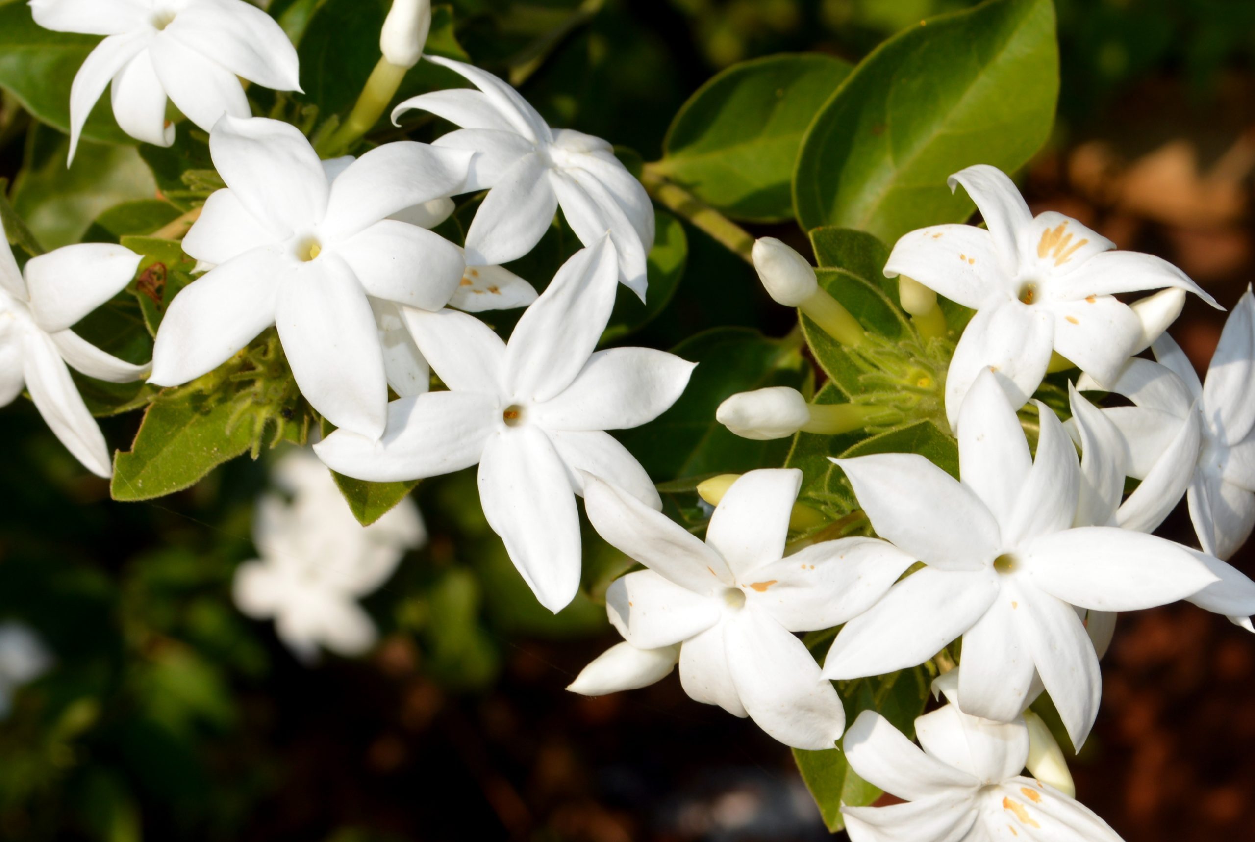 Close-up of Janine white flowering plants