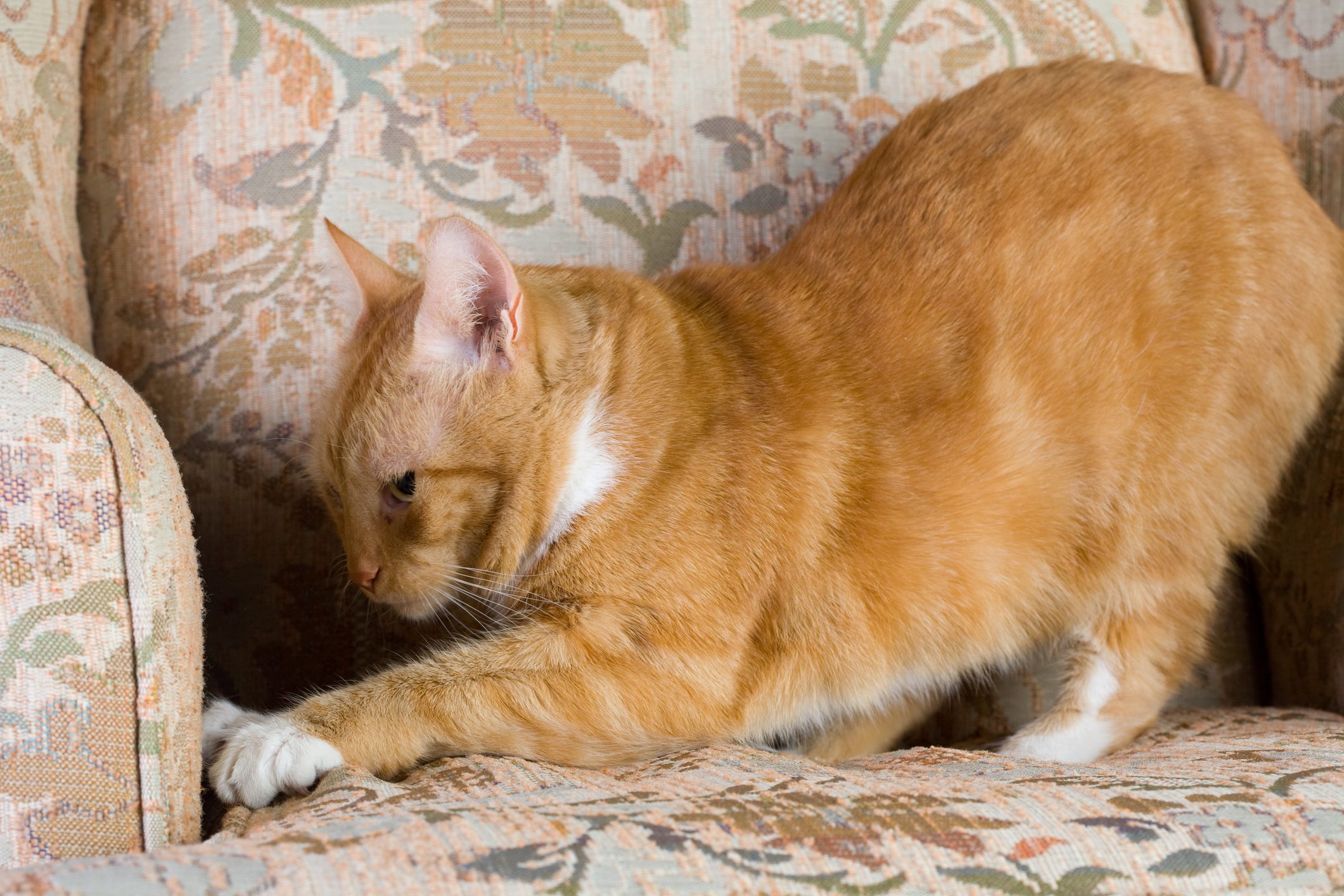 Cat kneads paws on patterned armchair, displaying contentment and comfort in a cozy indoor setting.