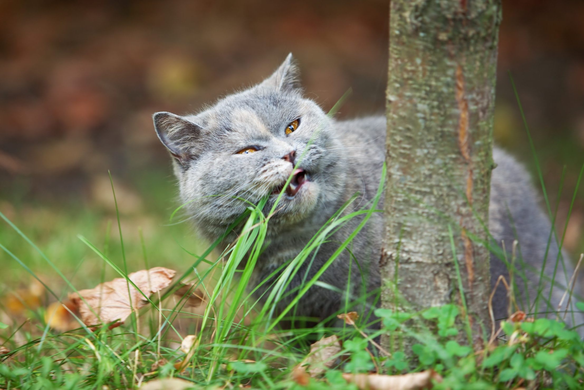 Cat chewing grass near a small tree in a garden setting with leaves on the ground.