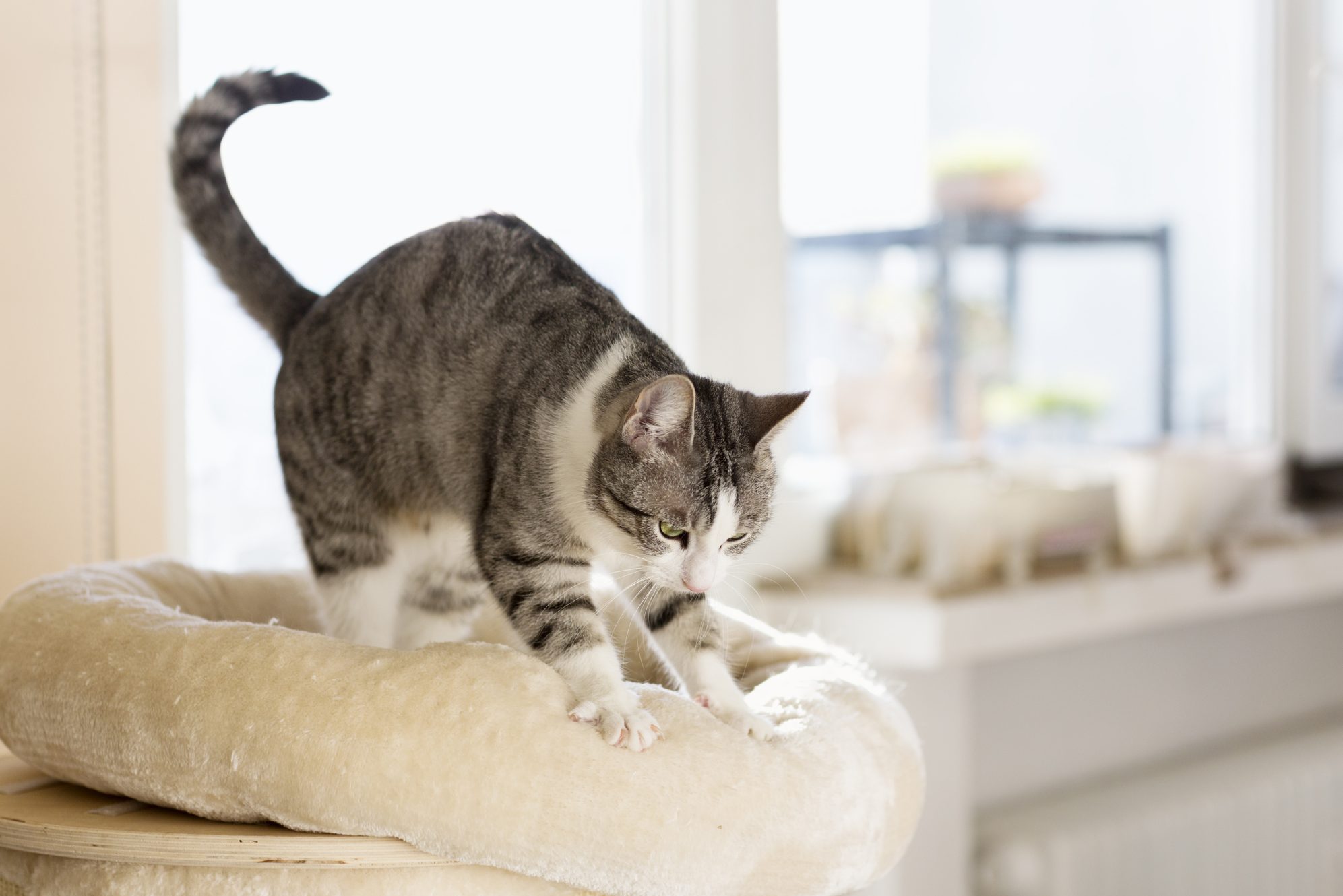 Cat kneads a soft beige bed in a sunlit room with a window and blurred background objects.