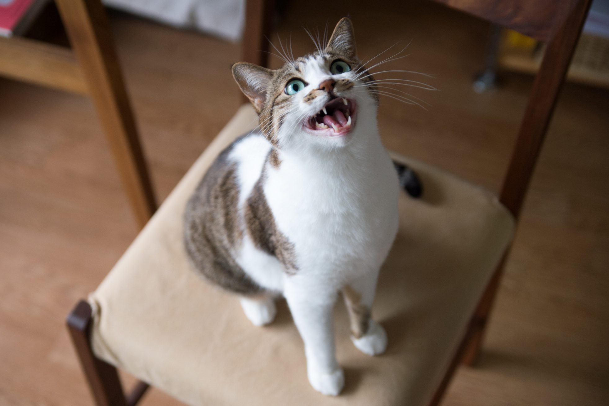 A cat is meowing while sitting on a chair, indoors with a wooden floor.