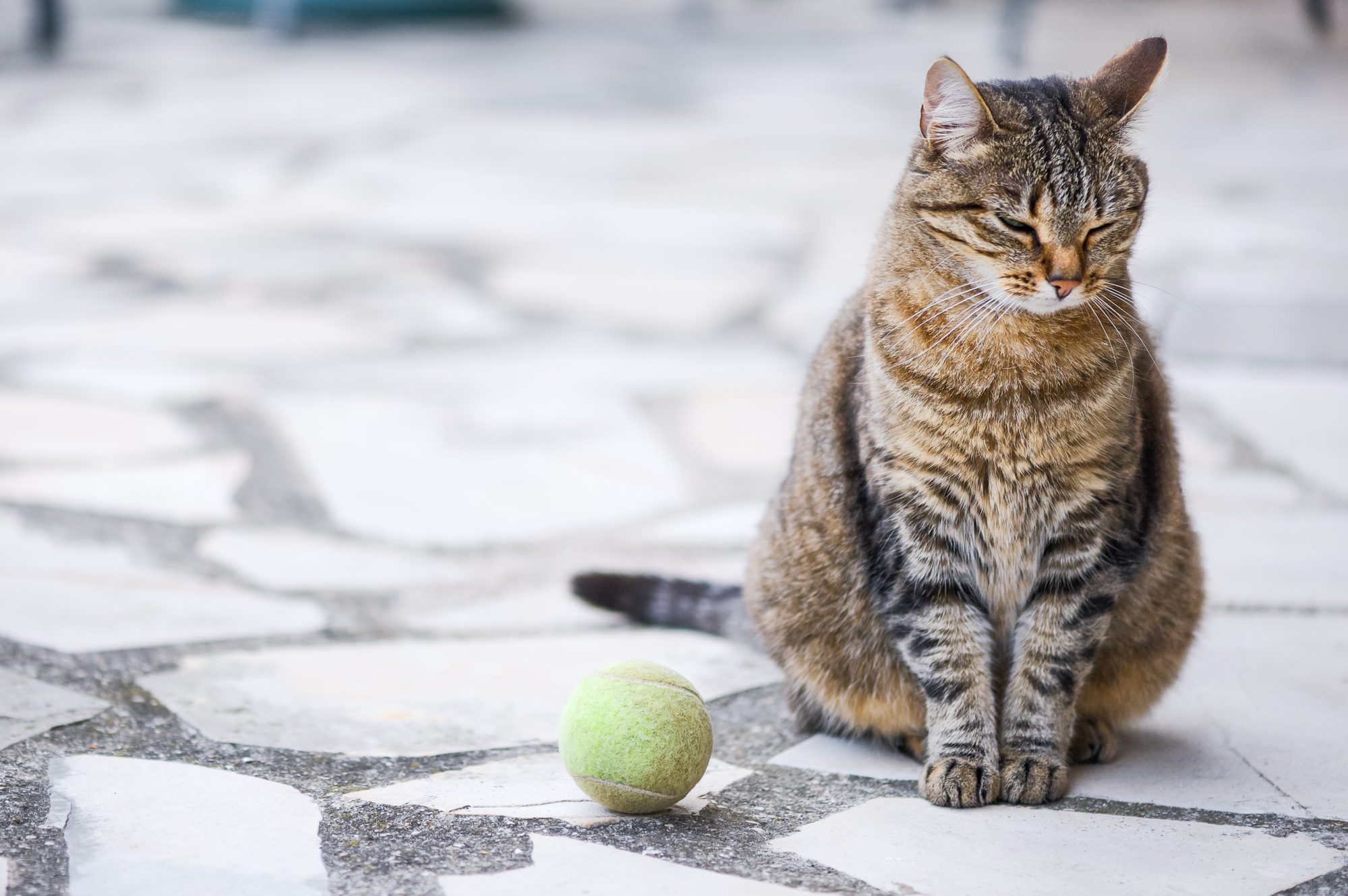 A tabby cat sits calmly on stone tiles, eyes closed, with a nearby tennis ball.