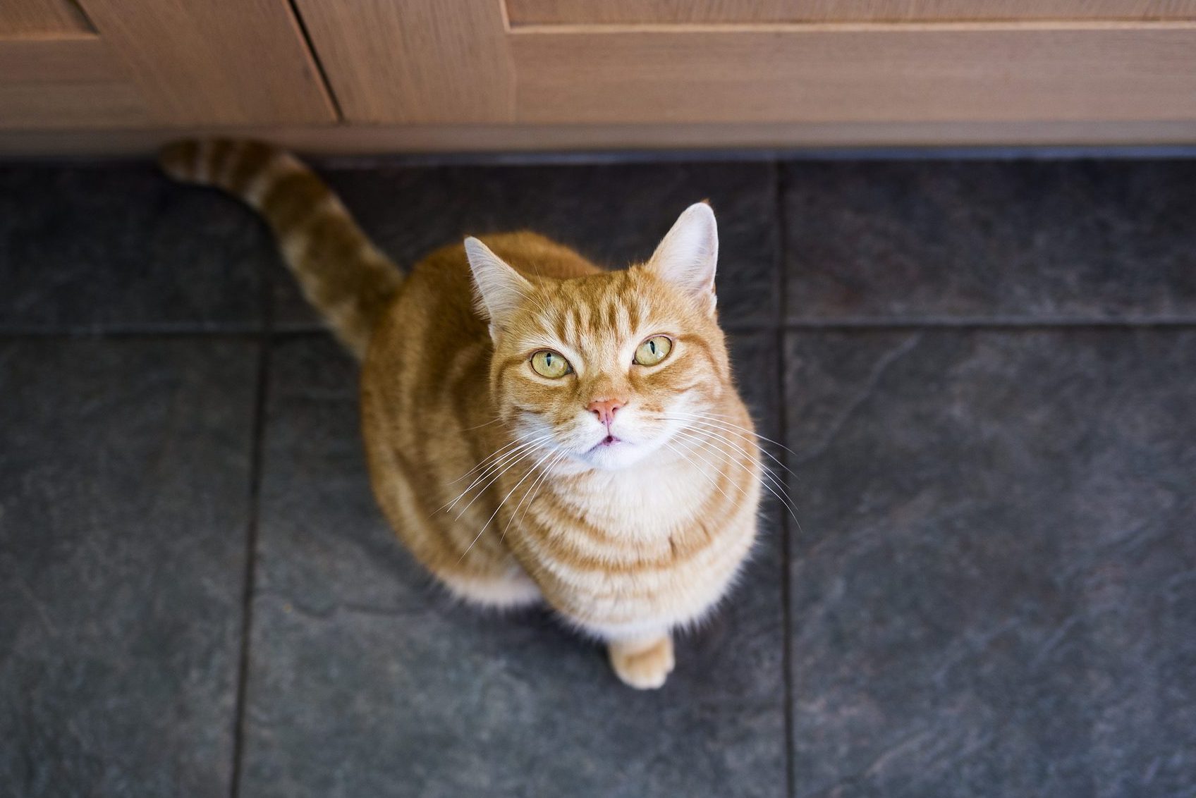 Decode Your Cat’s Behavior: 17 Cat Behaviors Explained