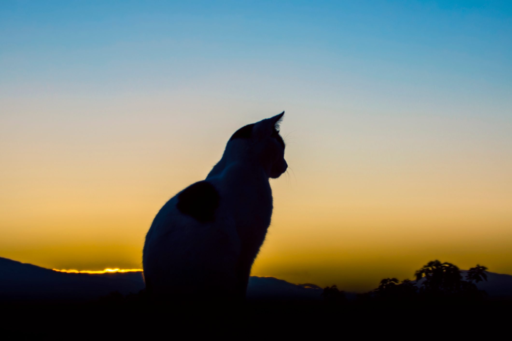 A cat sits silhouette against a vibrant sunset sky with distant mountains and trees in the background.