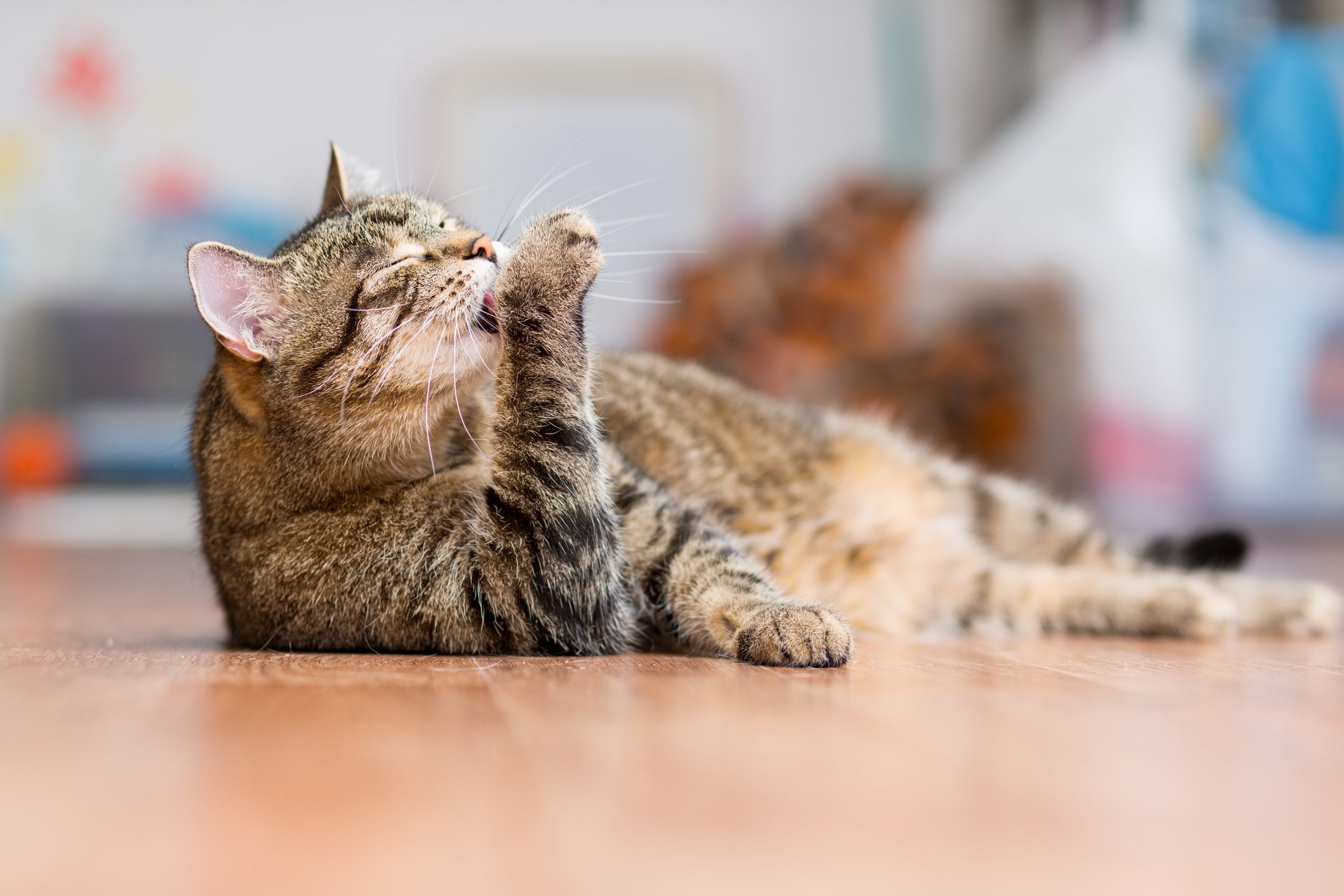 Cat licking paw, lounging on a wooden floor in a blurred indoor setting.