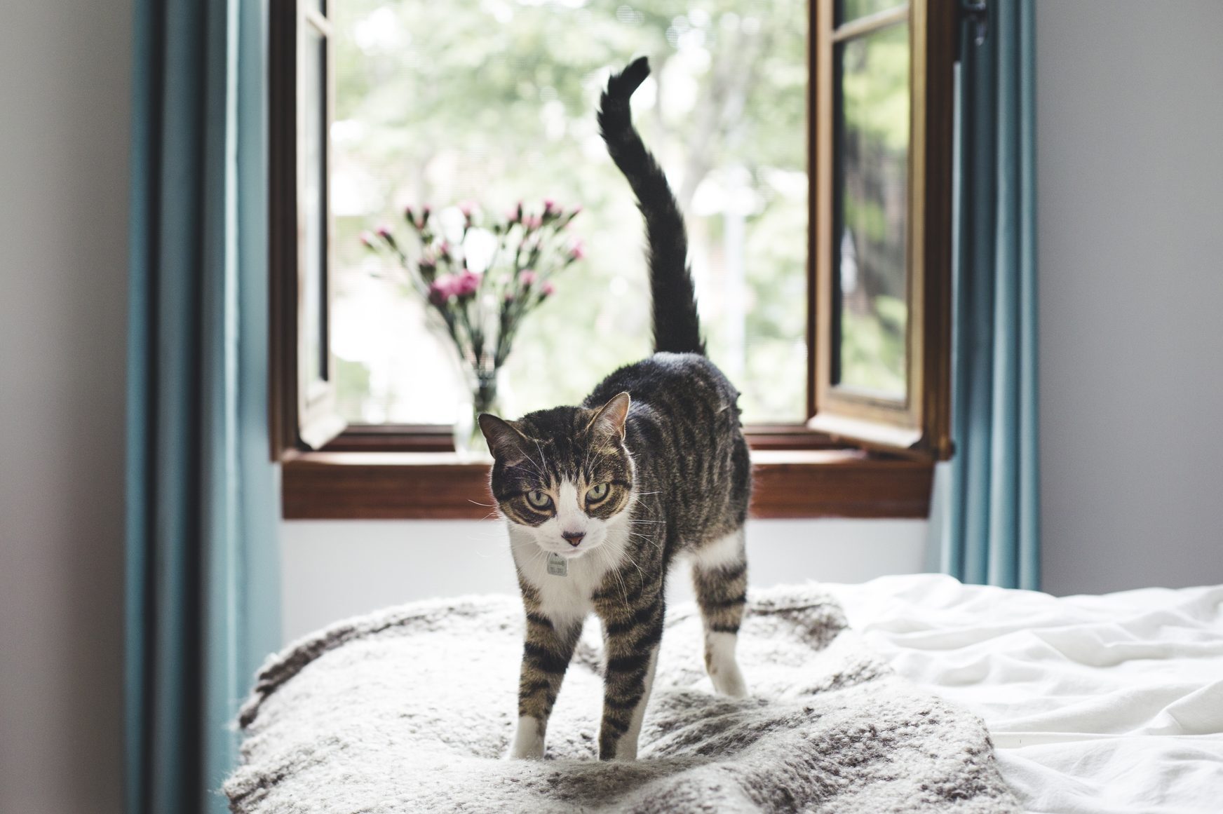 Cat stands on a bed, framed by curtains, with an open window and a vase of flowers in the background.
