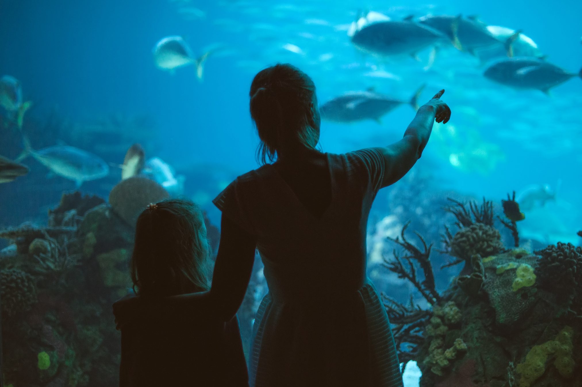 Two silhouetted figures observe swimming fish, pointing towards them in a vibrant underwater aquarium filled with coral.