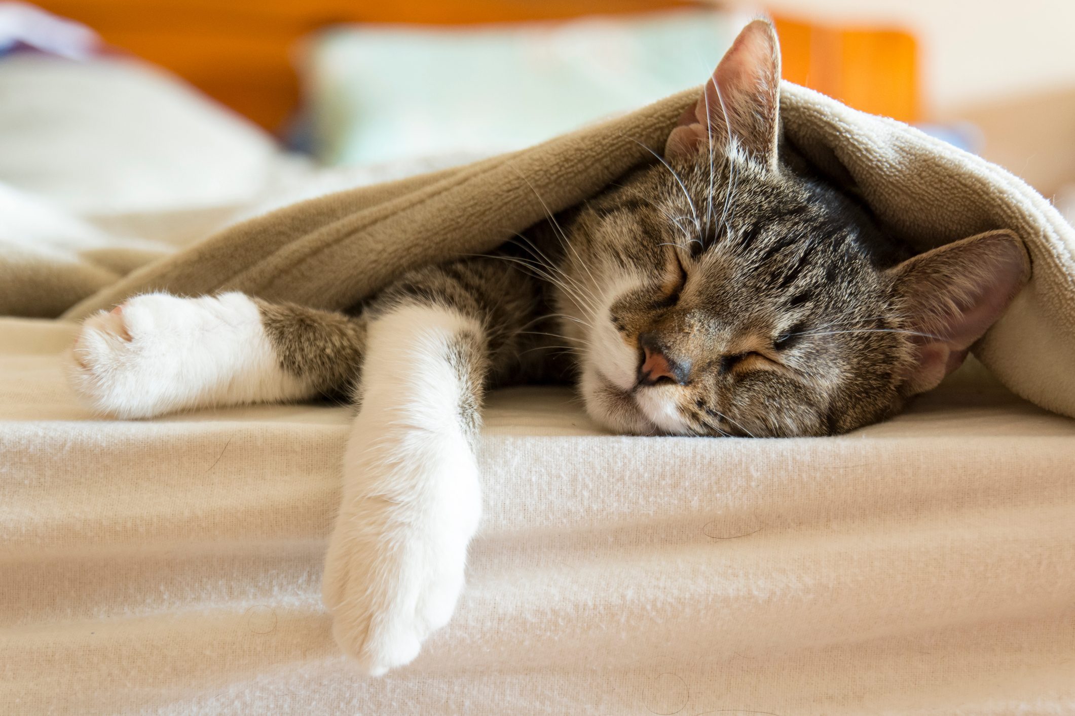 Cat sleeps peacefully, enveloped in a soft blanket on a cozy bed.
