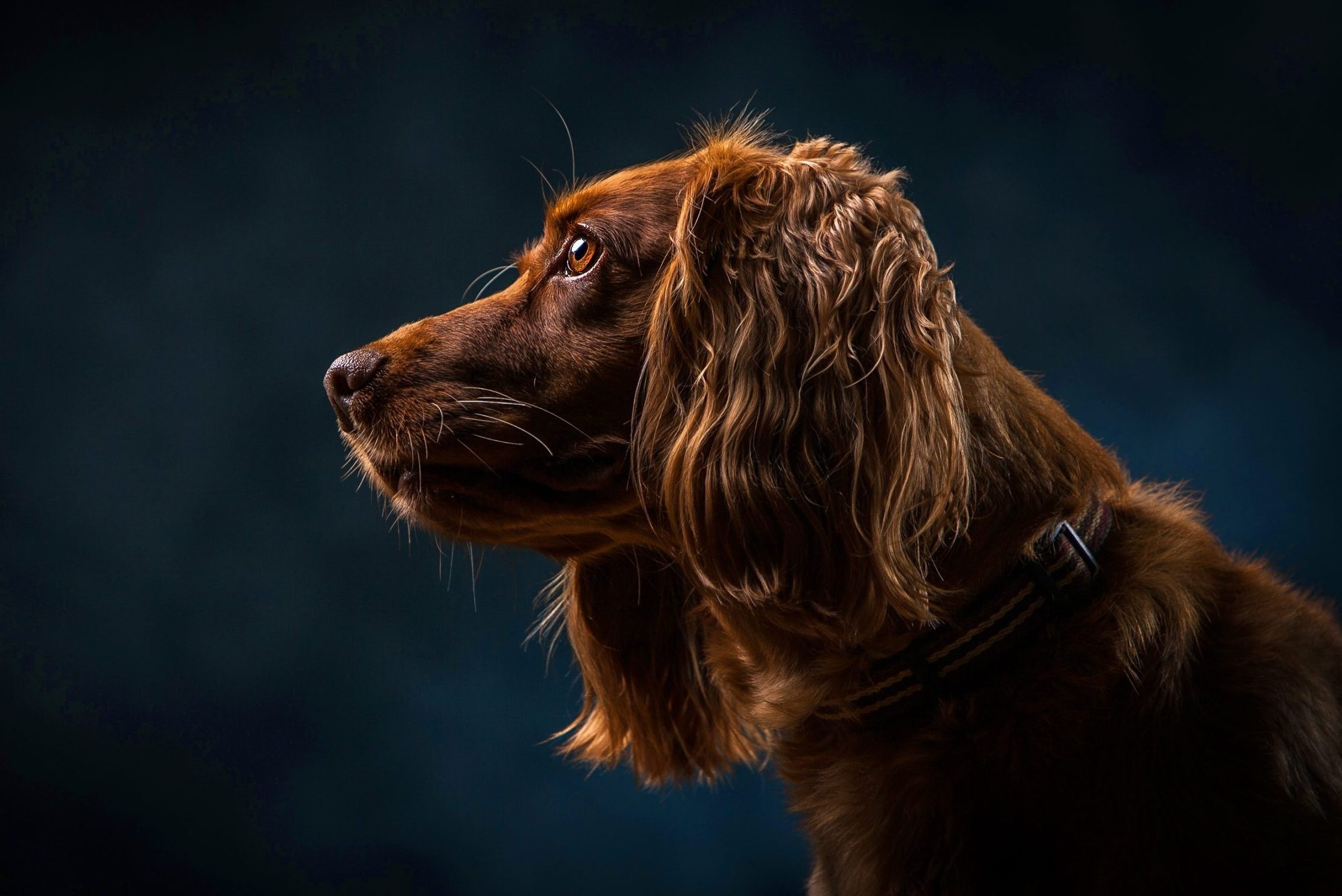 Can Dogs See in the Dark? All About Dogs and Night Vision