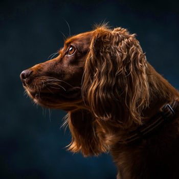 A brown dog gazes attentively to the left against a dark, blurred backdrop.