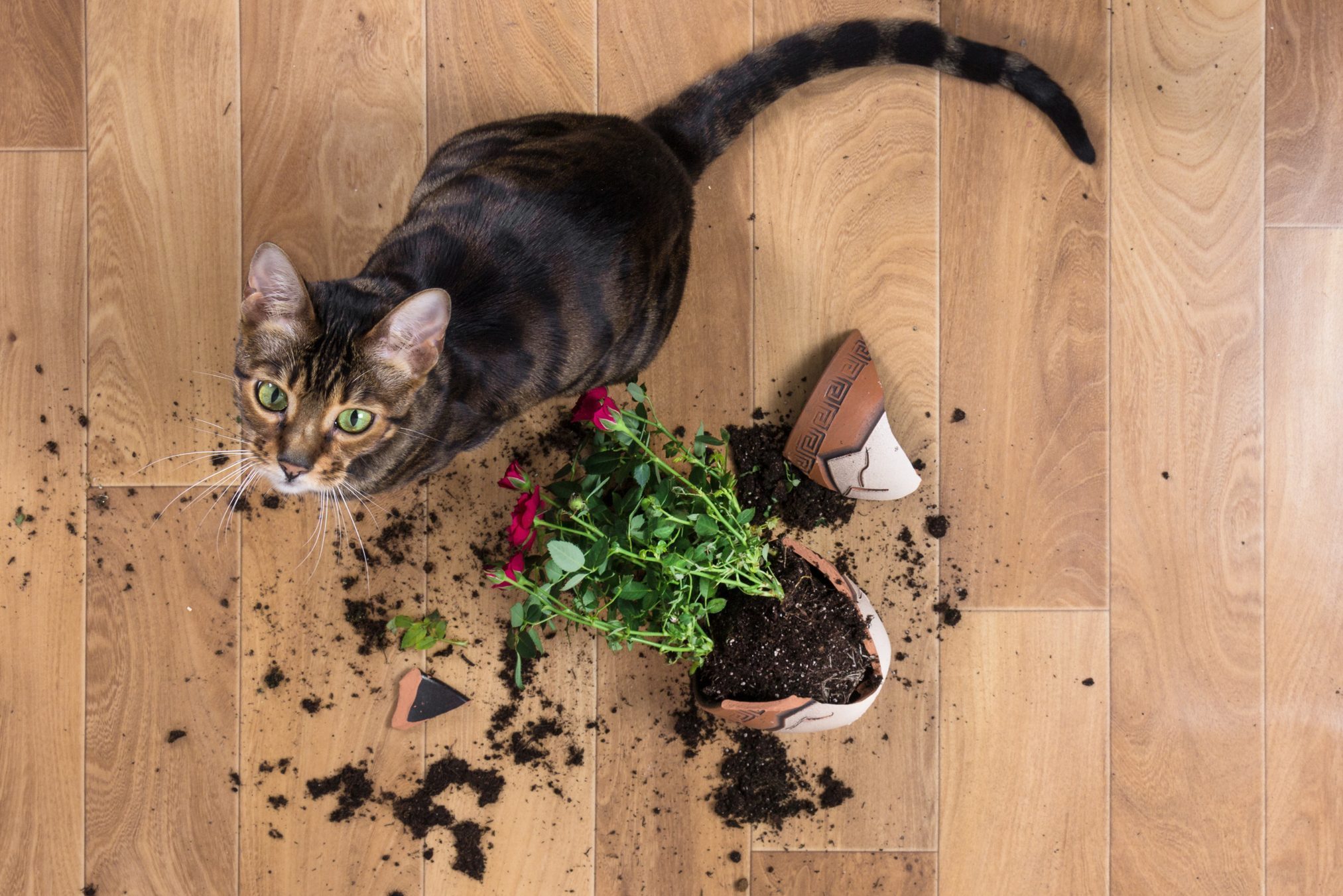 Cat looks at viewer, surrounded by soil and broken plant pot on a wooden floor.