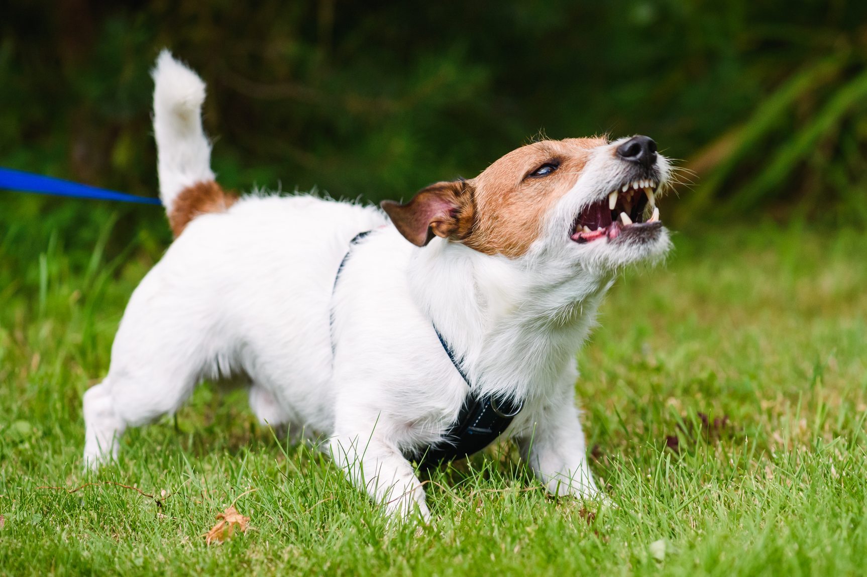 Angry dog aggressively barking and defending his territory