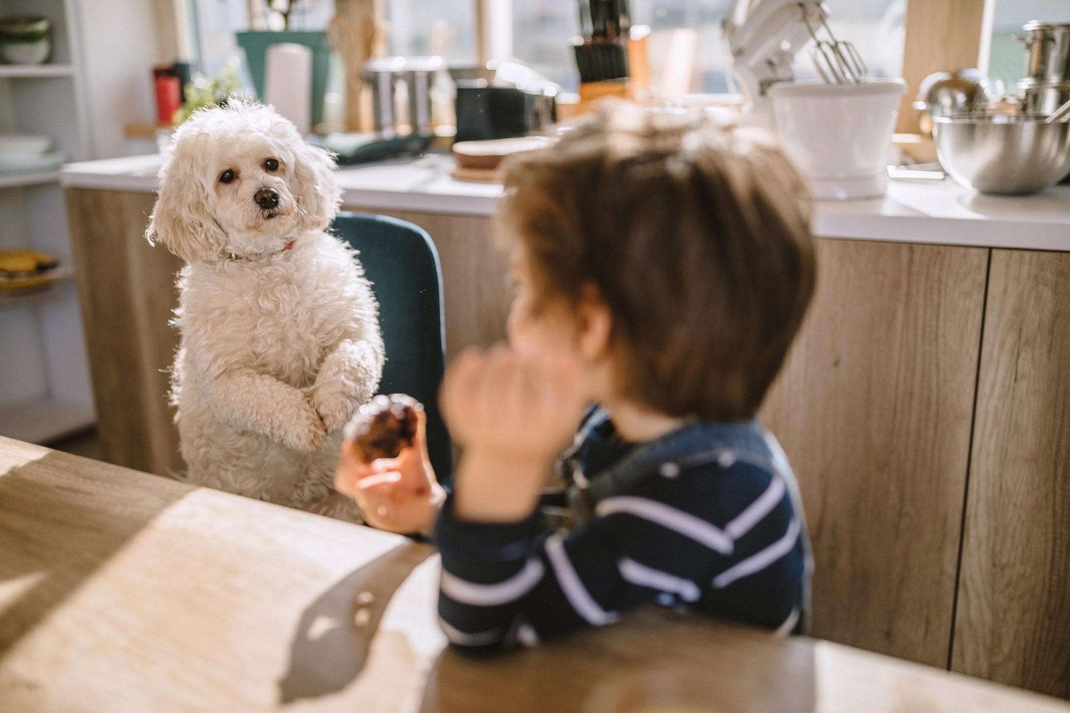 Cute Boy Sharing His Cookie With His Pet