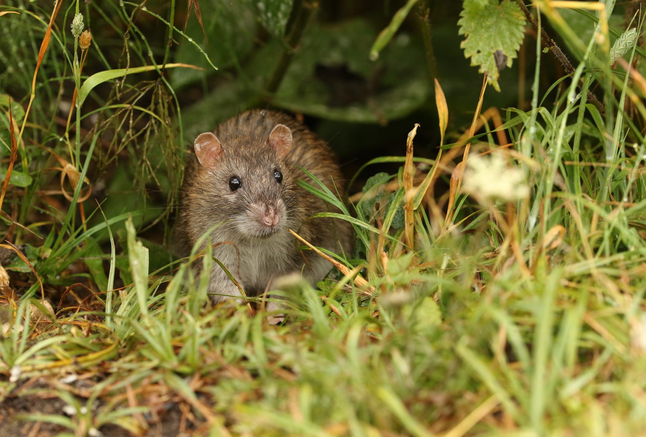 A rat sits alert, partially hidden, surrounded by dense green and brown grass in a natural outdoor setting.