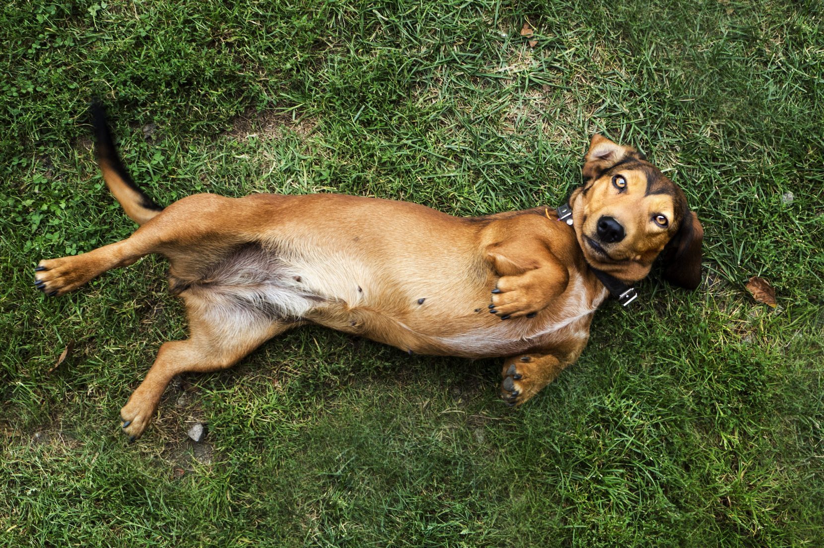 Overhead view of a dog rolling around on the grass, Poland