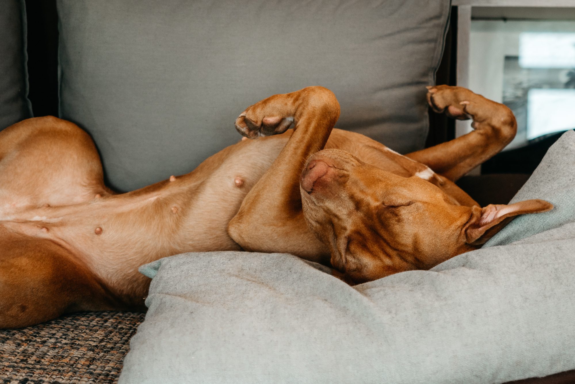 Lovable, pretty puppy of brown color. Close-up
