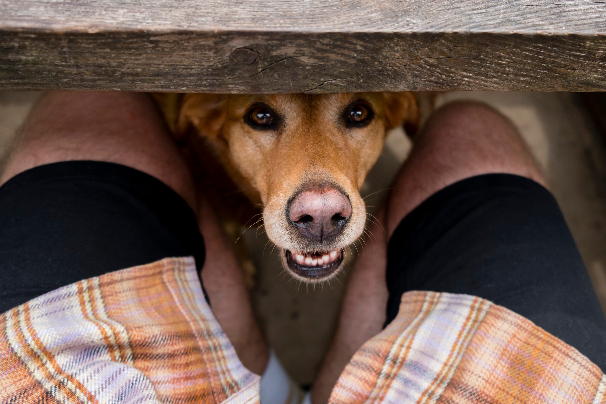 Peeking Labrador Retriever