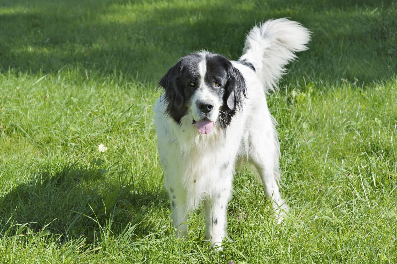Landseer dog wagging plumed tail