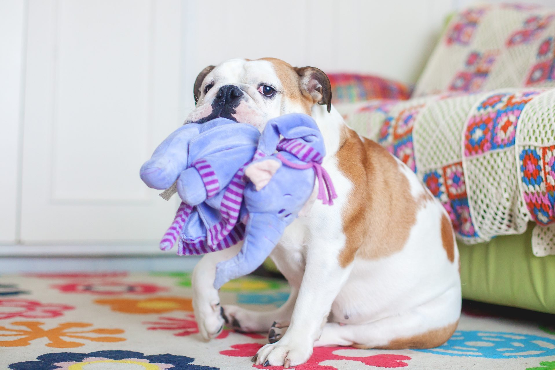 bulldog bitting toys