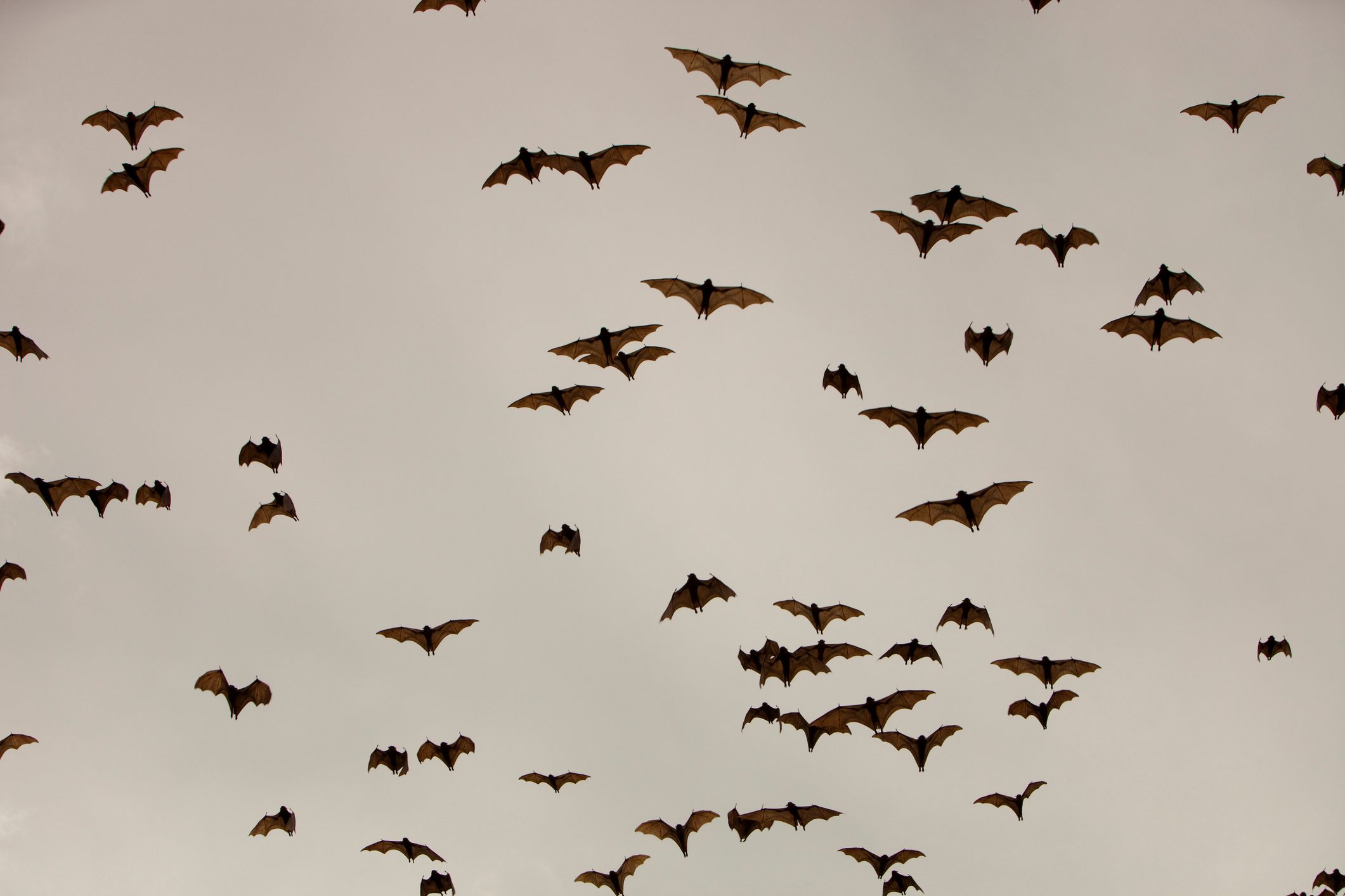 Bats flying across a cloudy sky, wings outstretched in large numbers, creating an atmospheric scene.