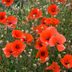 Hereâ€™s Why the Poppy Is a Symbol of Memorial Day