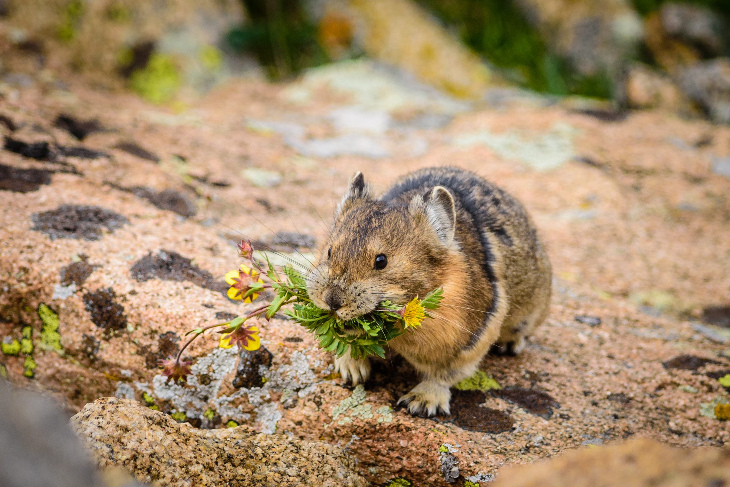 Pika holding wildflowers stands on rocky terrain with colorful mosses, surrounded by natural mountainous landscape in daylight.