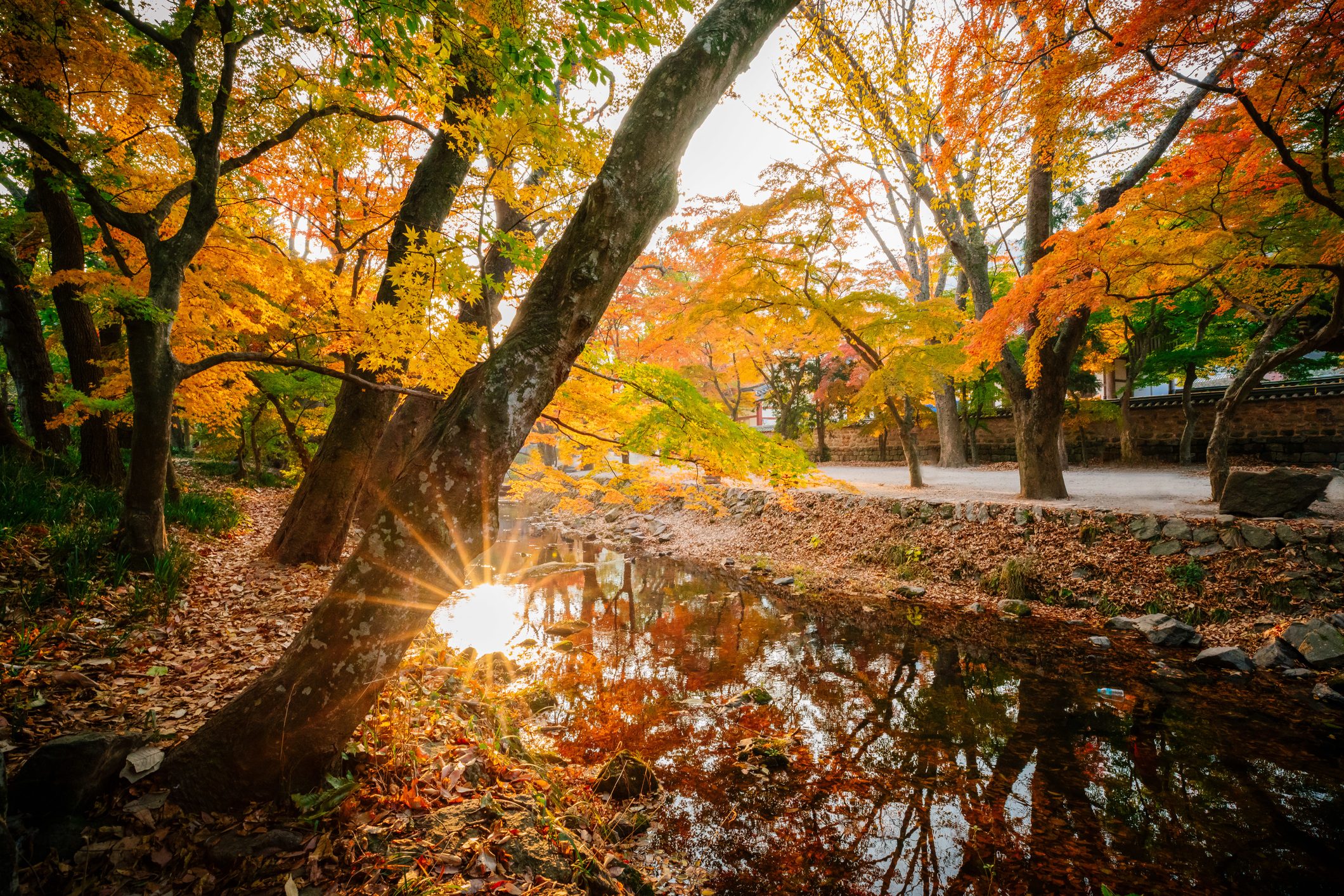 Sunlight filters through vibrant autumn trees, reflecting in a serene creek in a wooded area.