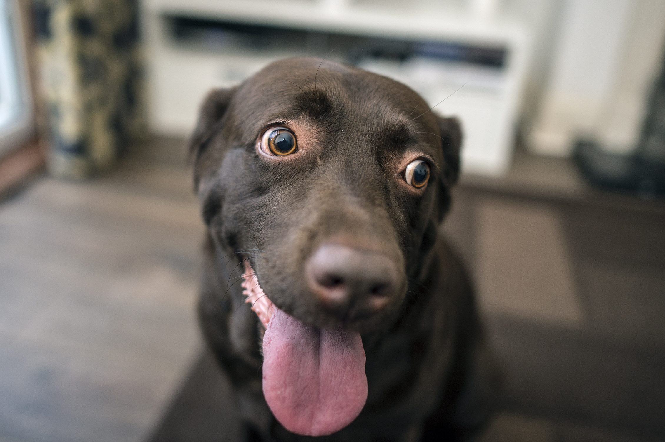 Black and Brown Labradore