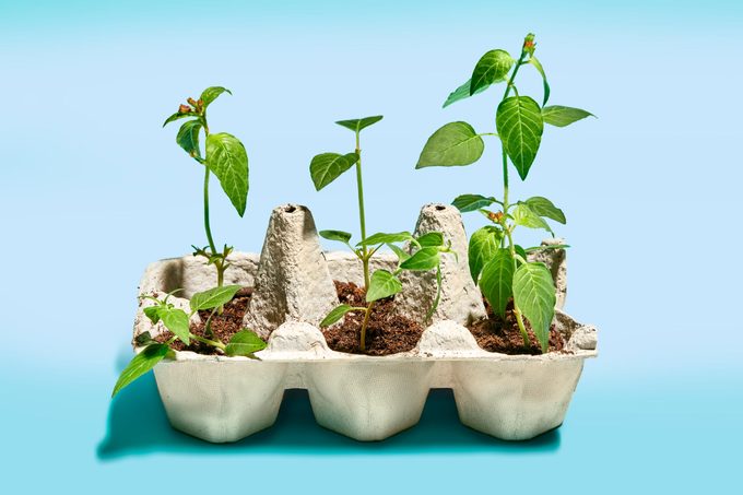 seedlings in an upcycled egg carton on blue background
