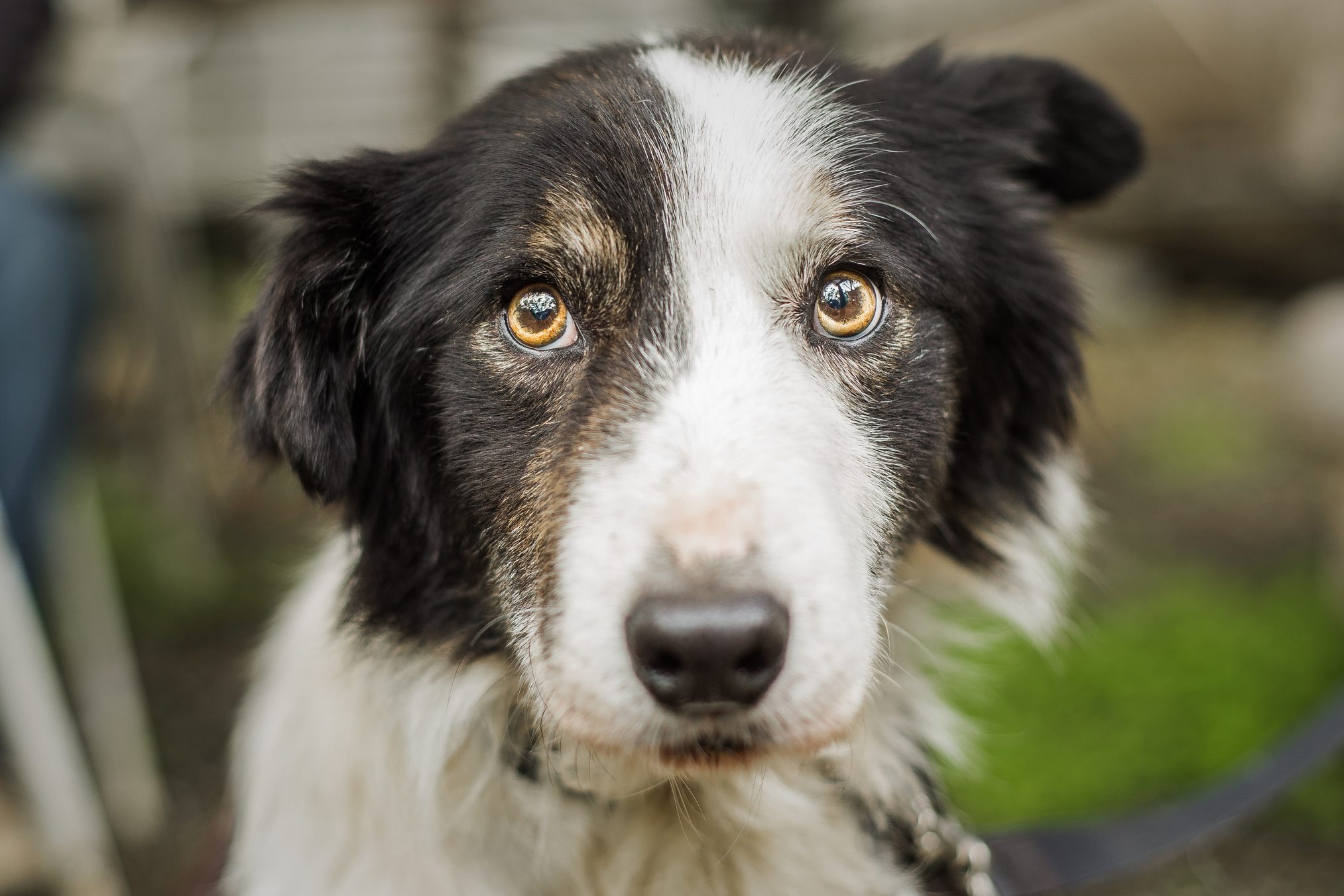 Dog Anxiety: 7 Reasons Your Dog May Be Stressed—and What to Do About It