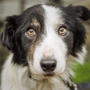 Dog stares intently, surrounded by a blurry outdoor setting.