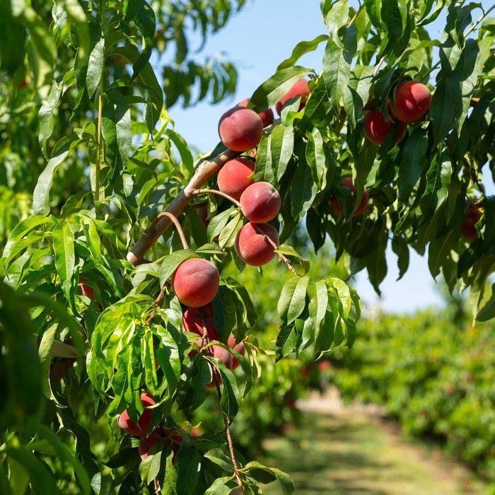 Peaches hang on branches, nestled among lush green leaves in a sunny orchard setting.