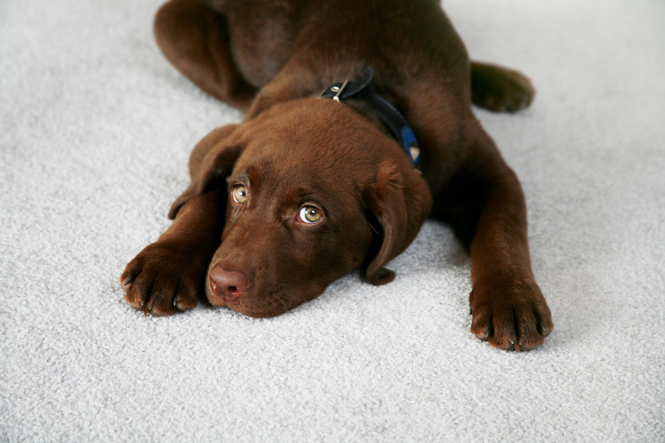 How to Get Dog Poop Out of Carpet and Other Hard-to-Clean Spots