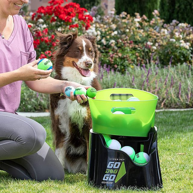 Person holds tennis balls for excited dog beside a ball launcher, set in a garden with blooming flowers and greenery.