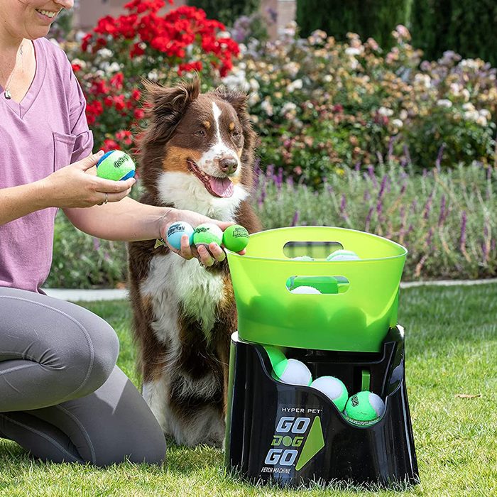 Person holds tennis balls for excited dog beside a ball launcher, set in a garden with blooming flowers and greenery.