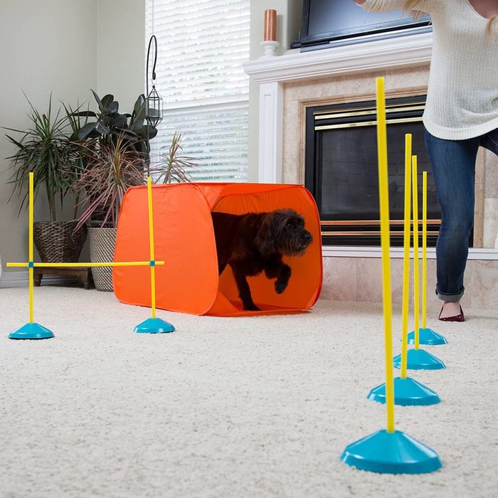 A dog exits an orange tunnel, navigating an indoor agility course with yellow poles on a carpeted floor near a fireplace and potted plants.