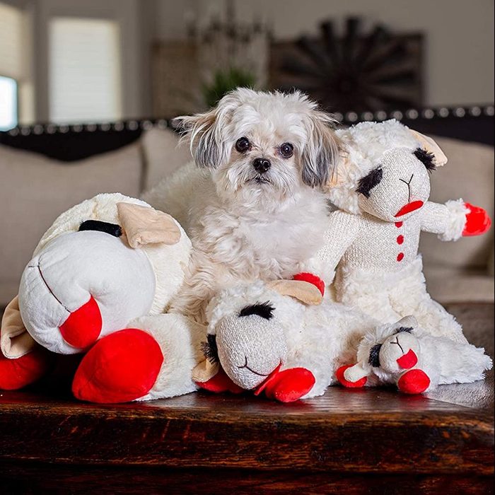 Small dog sits among plush sheep toys on a wooden table, inside a cozy living room with neutral-colored furnishings.