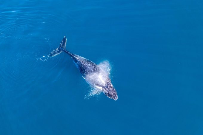 Humpback whales swimming in Blue water in the early morning sunlight