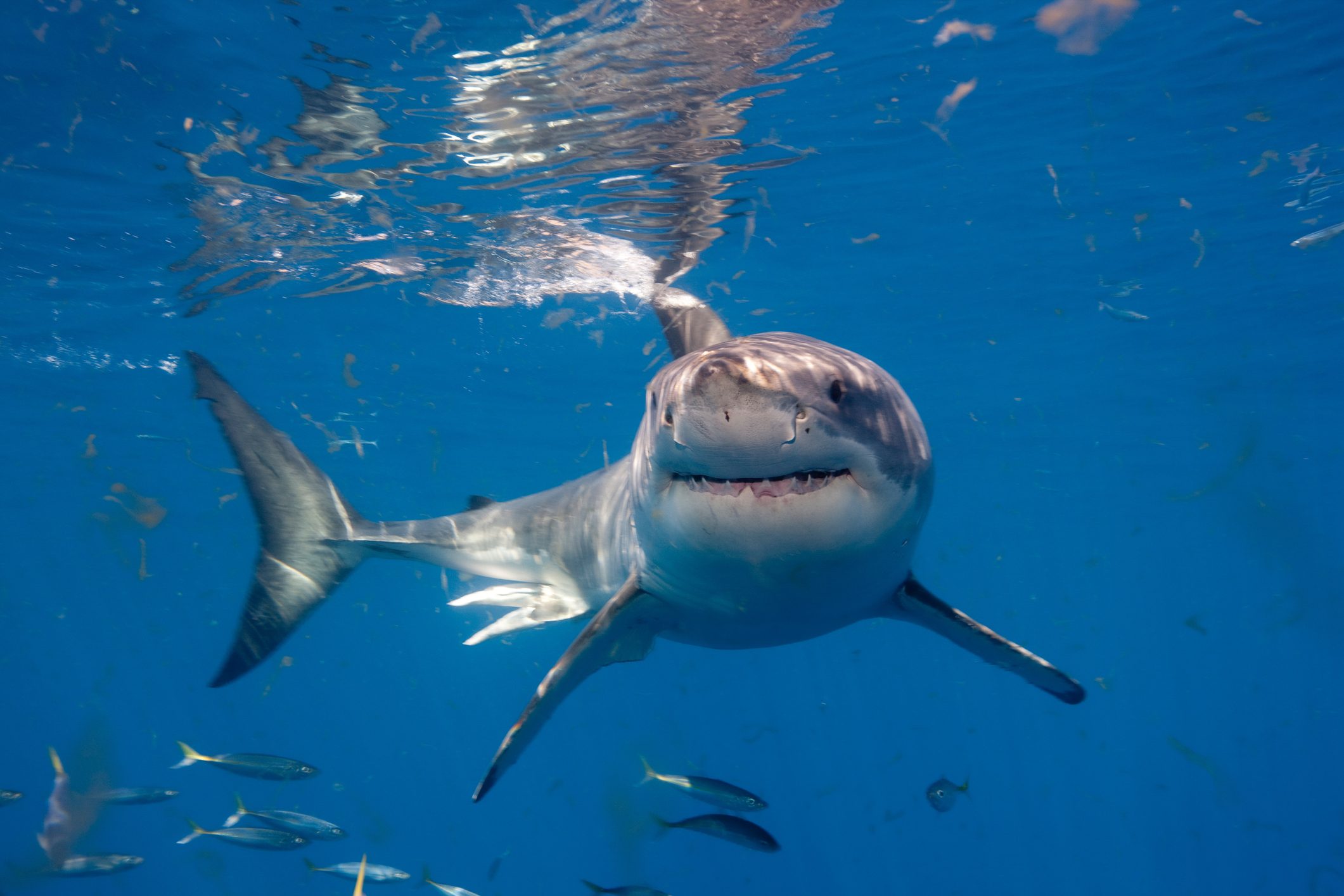 A shark swims through clear blue water, surrounded by small fish and underwater light reflections.