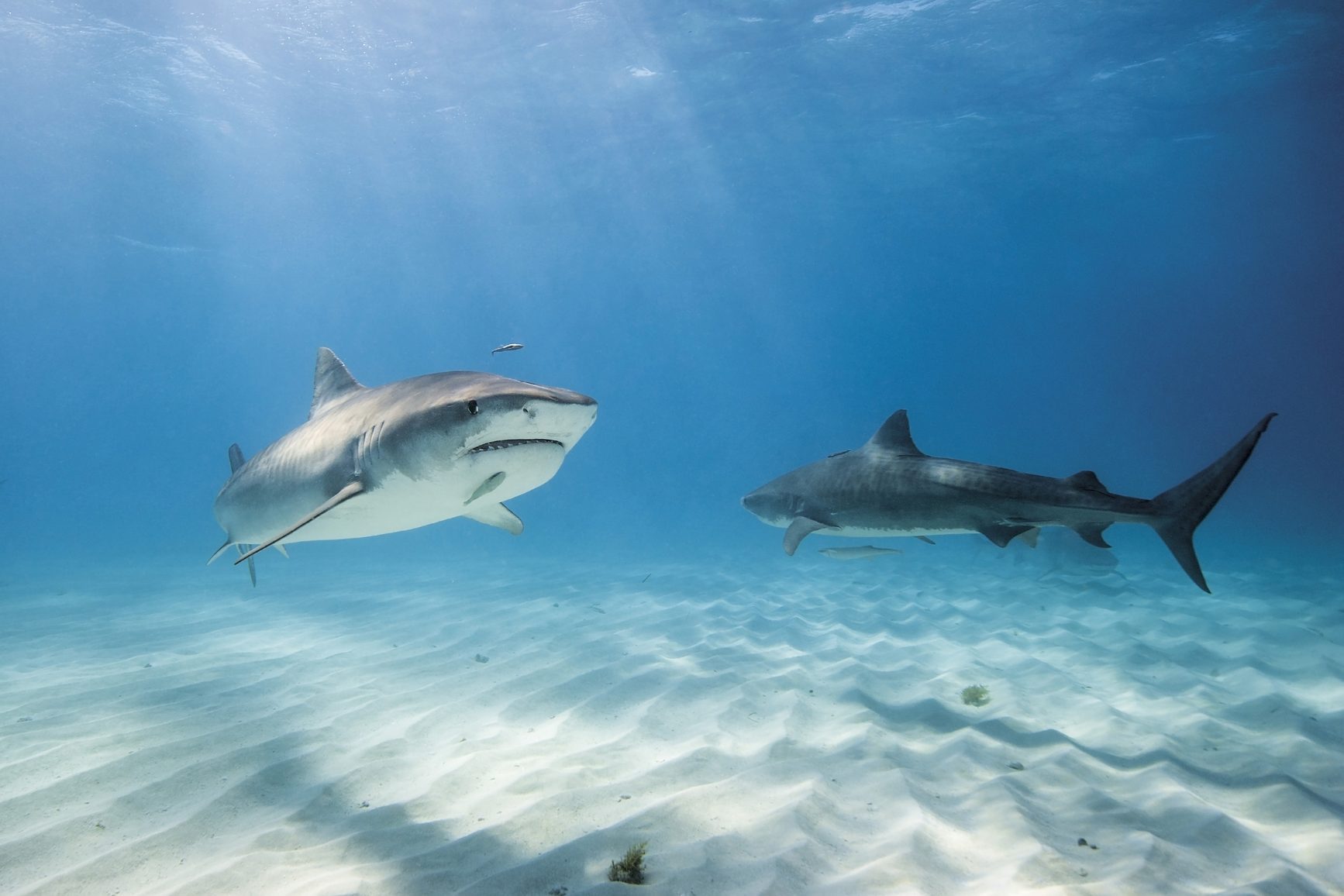 Two sharks swim gracefully over rippled sand on the ocean floor, illuminated by beams of sunlight through clear blue water.