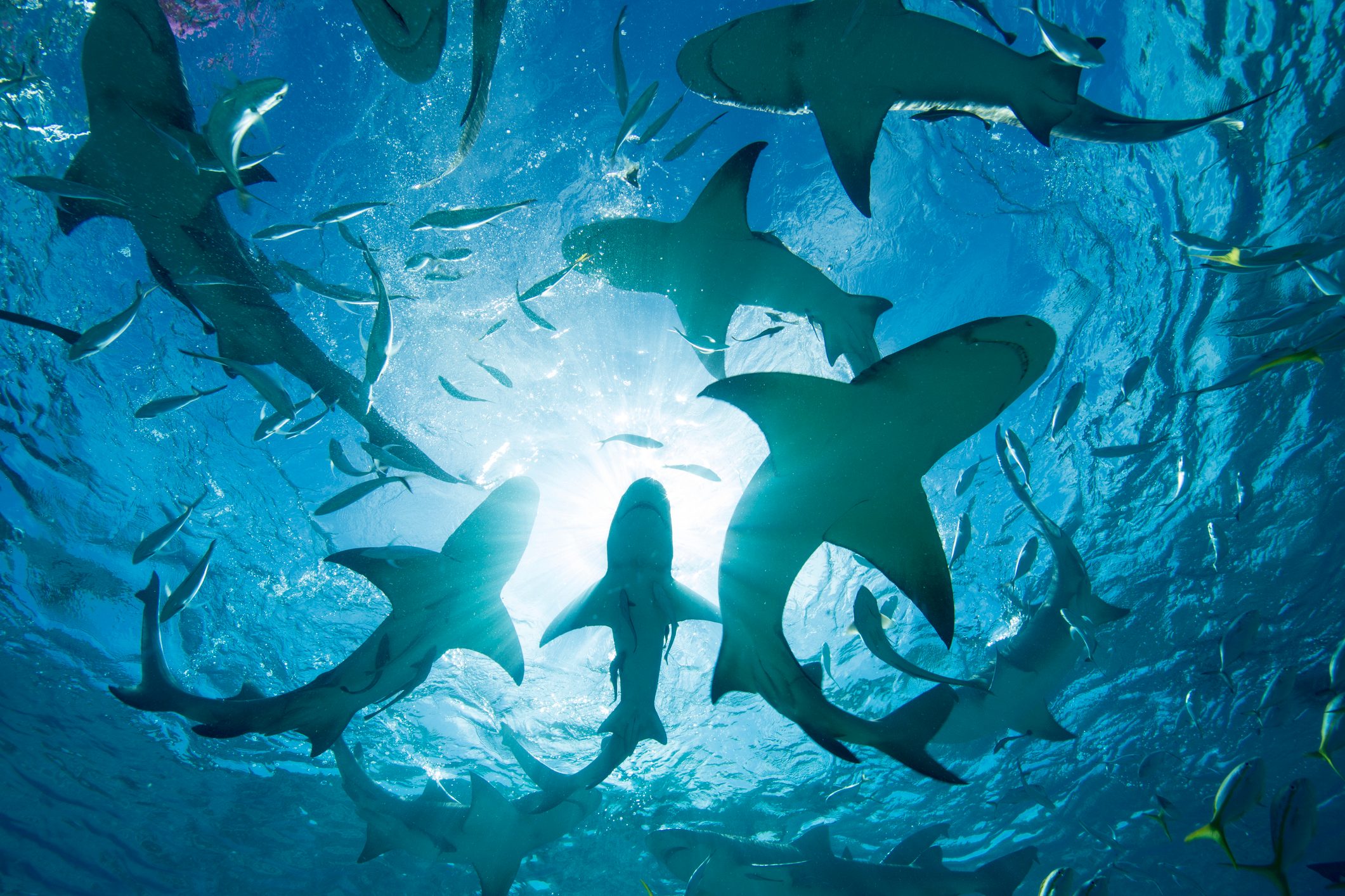 Sharks swimming gracefully, surrounded by smaller fish, beneath clear blue ocean waters and bright sunlight.