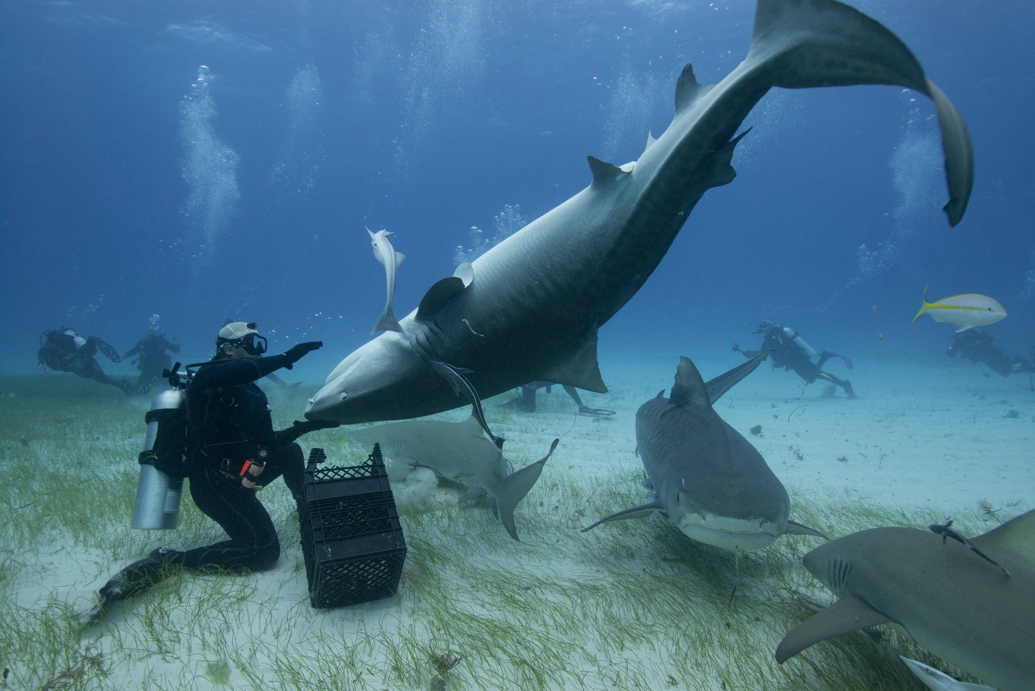 Diver gestures towards a large shark underwater; surrounded by other divers and fish, on a sandy seabed with patches of grass.