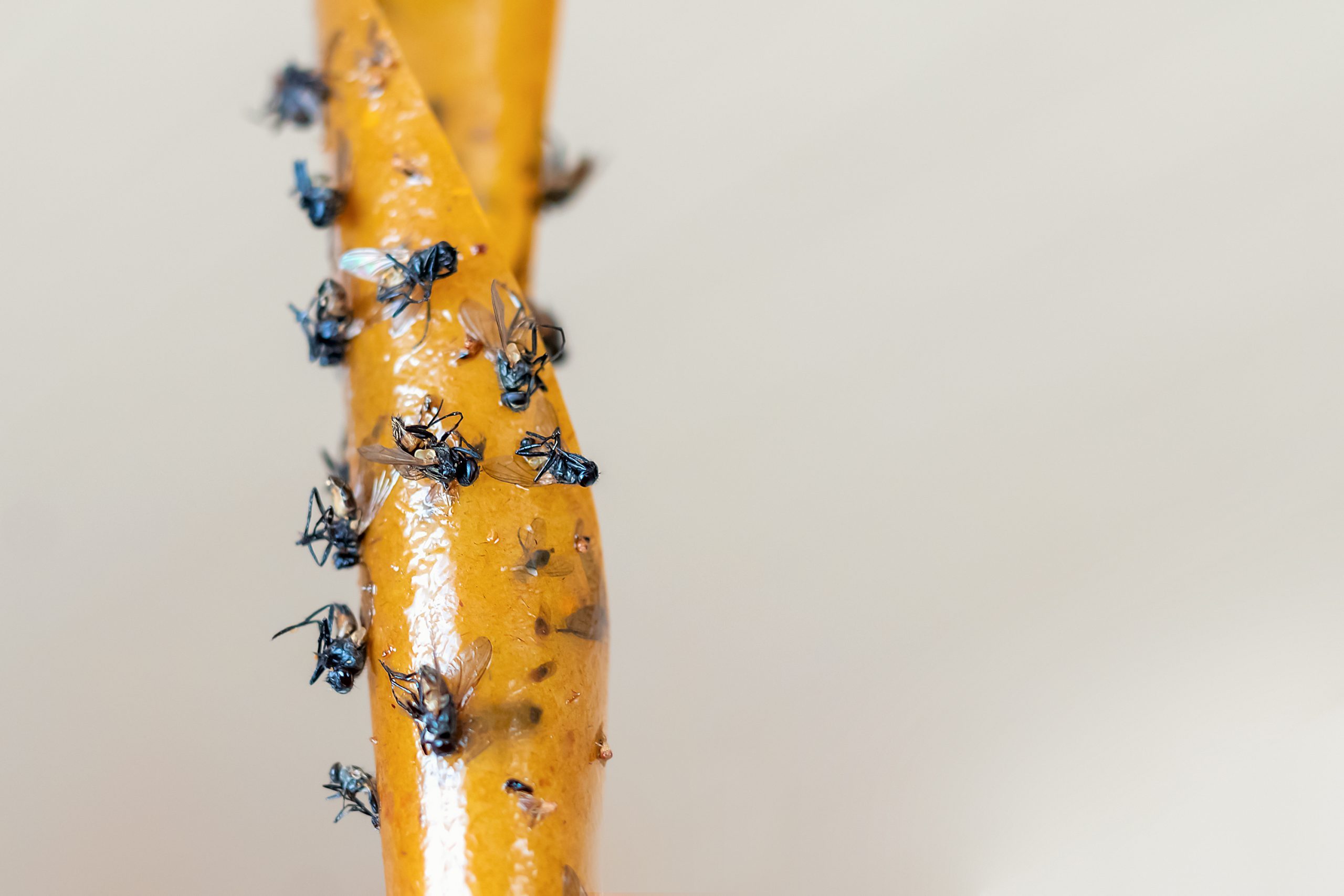 fly tape on the background of a beige wall