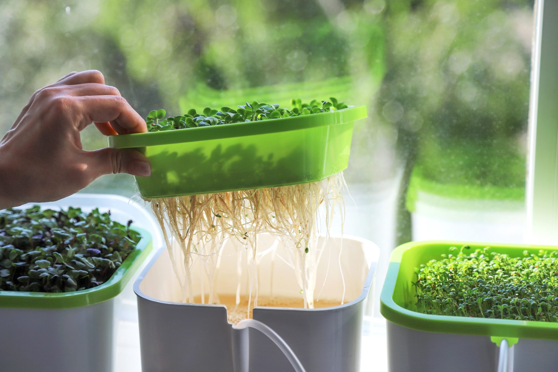 Growing microgreens at home under natural light. Fresh radish microgreen in a plastic crate