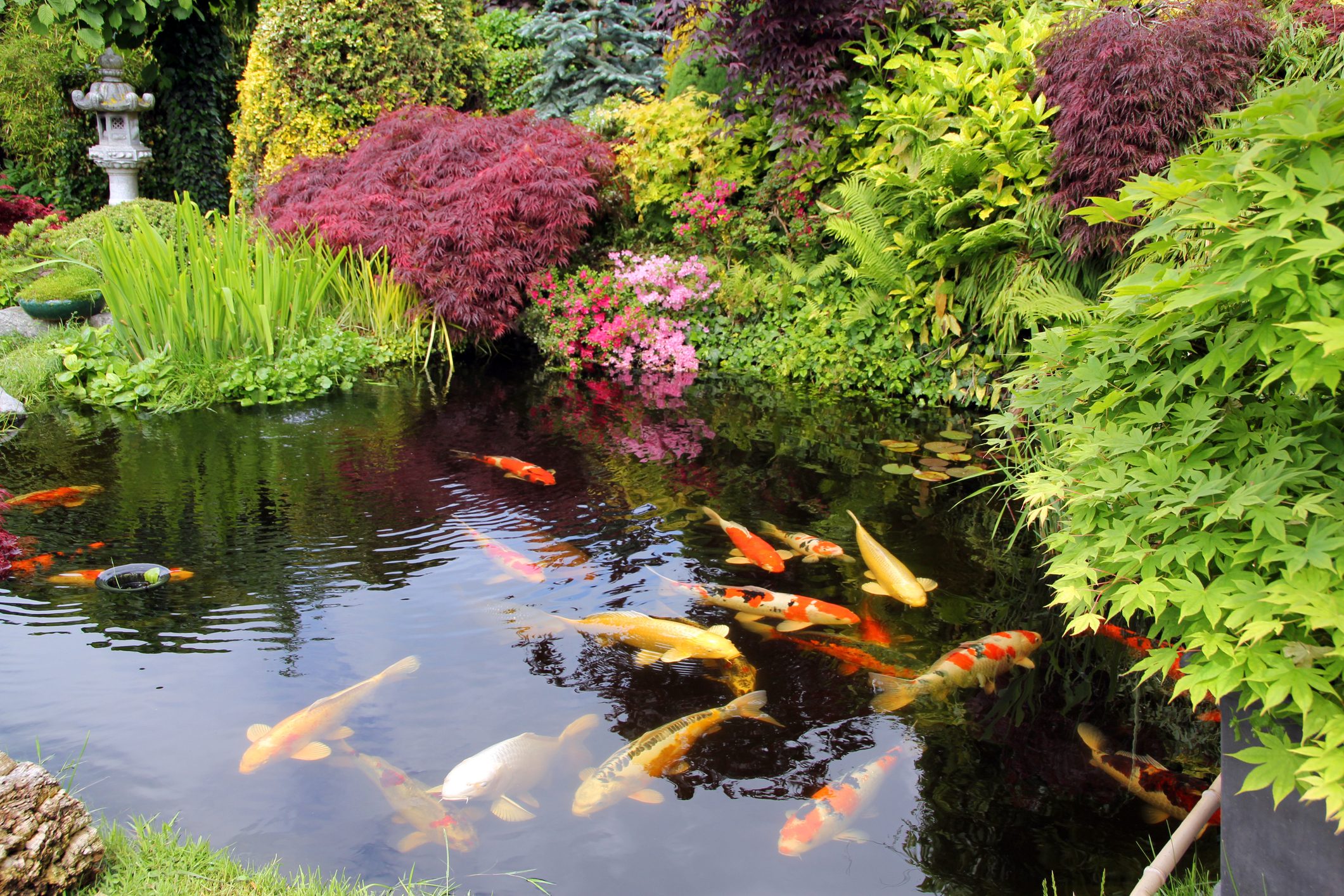 Colorful koi swim gracefully in a tranquil pond surrounded by lush, vibrant garden foliage and flowering plants.