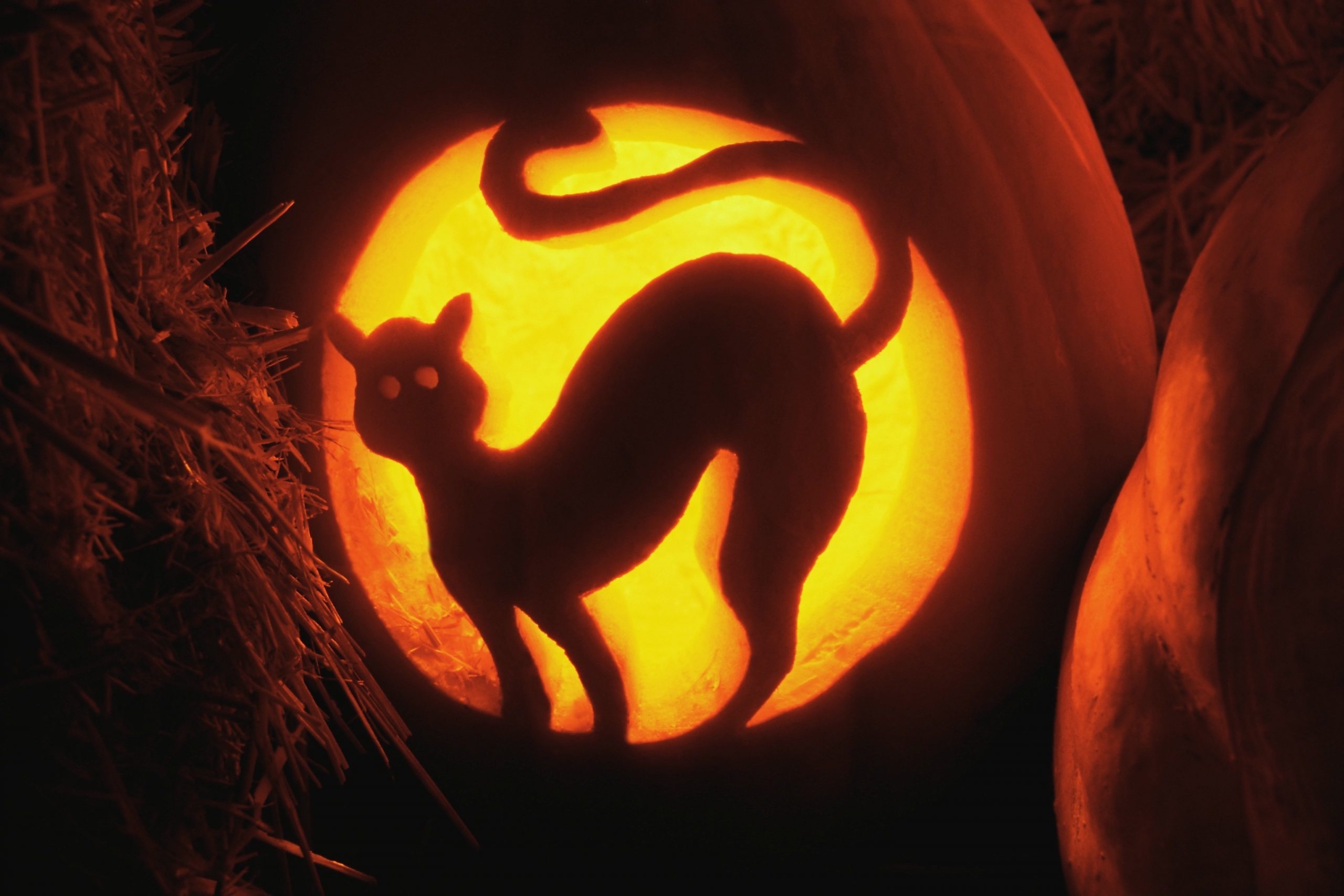 Cat Carved in Jack-O'-Lantern