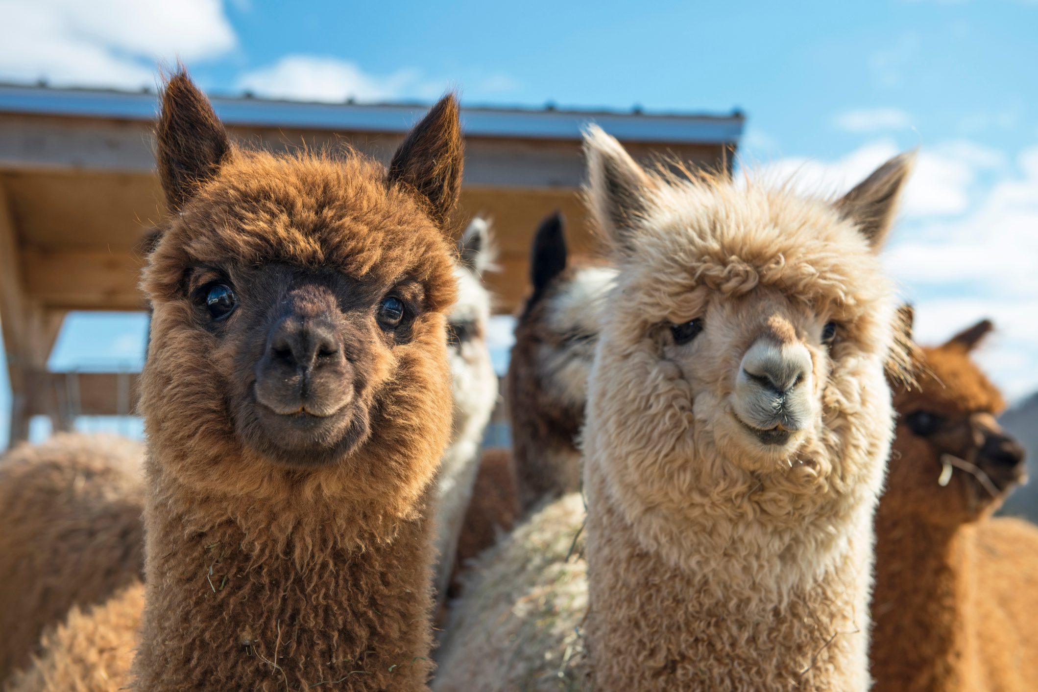 one brown and one white Alpaca with more alpacas in the background