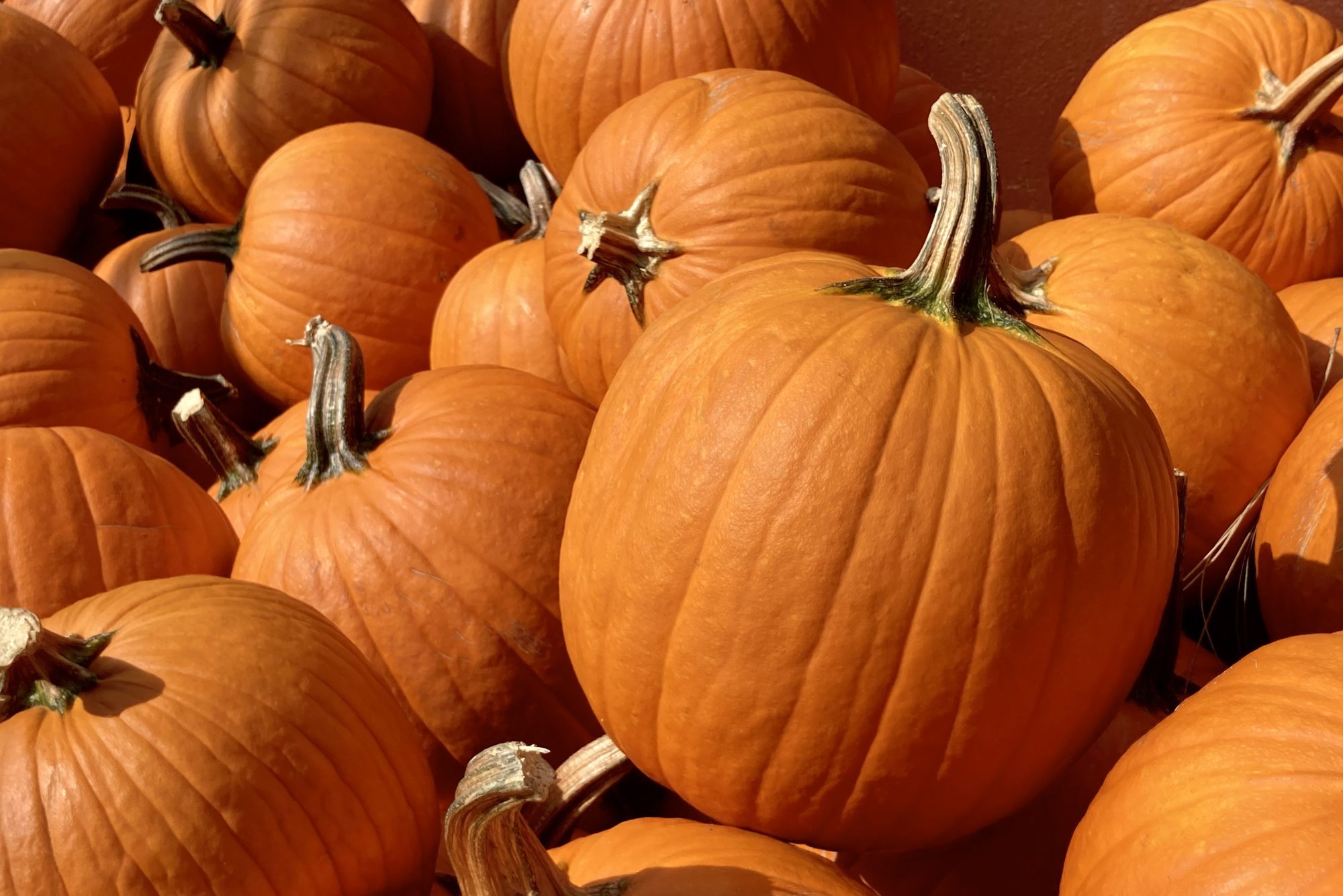 Urban Halloween Pumpkin Patch